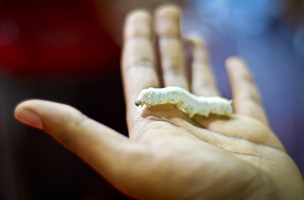 Something Amazing Happens When You Feed Graphene to Silkworms